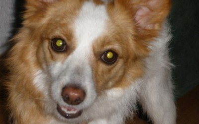 Reedición: II Concurso de relatos (Nº 18 A,:"Zeñodita po zavó, me da pintuda negra pada pintá, po zavo" por Carmen Díaz