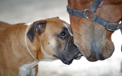 Cursos Terapia Asistida con Animales