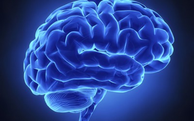 Examen en 500 cerebros de fetos para comprender el autismo