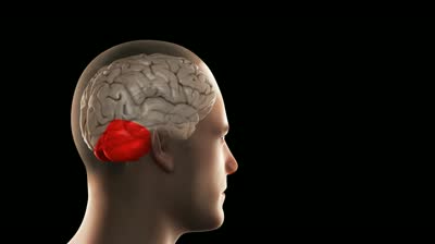 Estudios aseguran la lesión temprana del cerebelo como principal causa del autismo
