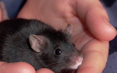 Investigadores de Estados Unidos diseñan el primer modelo animal sin el gen ‘SHANK3’