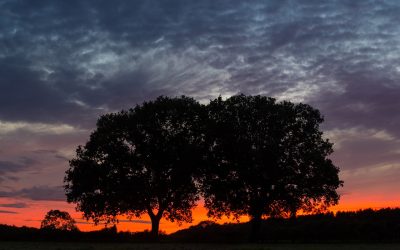 El caso de las gemelas con autismo