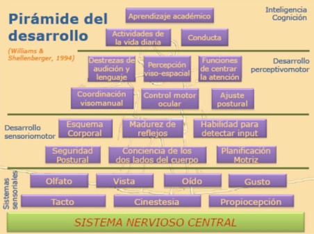 Figura 1. Pirámide del desarrollo. Adaptado de Williams y Shellenberger (1994).